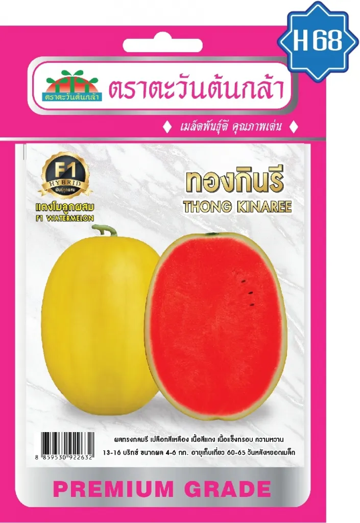 วิธีการปลูกแตงโม ทองกินรี