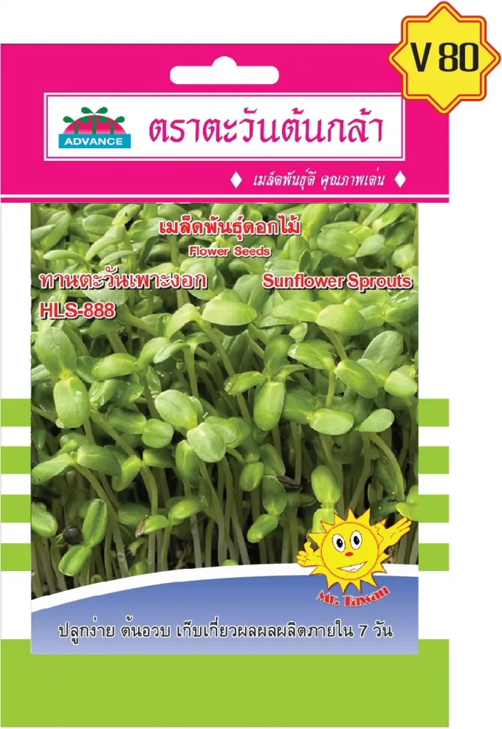วิธีการเพาะ ต้นทานตะวันเพาะงอก