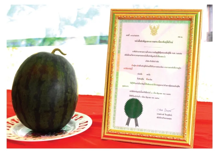 Vieng-sa-art's sweet watermelon Payakphumpisai history 2 nd