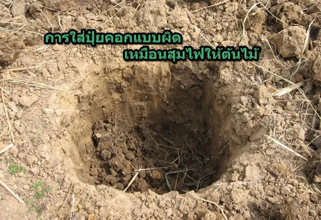 การใส่ปุ๋ยคอก รองก้นหลุม
