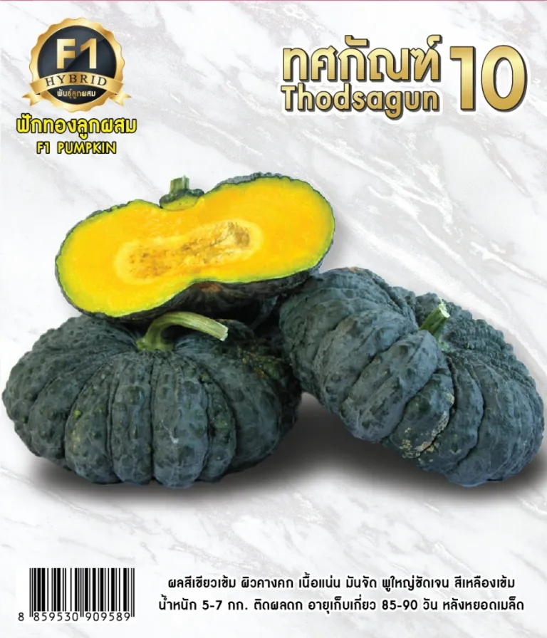 วิธีการปลูกฟักทอง ทศกัณฑ์10