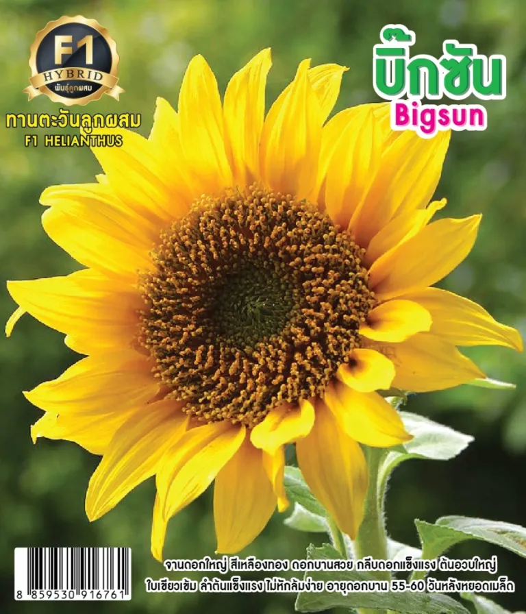 วิธีการปลูกดอกทานตะวัน บิ๊กซัน