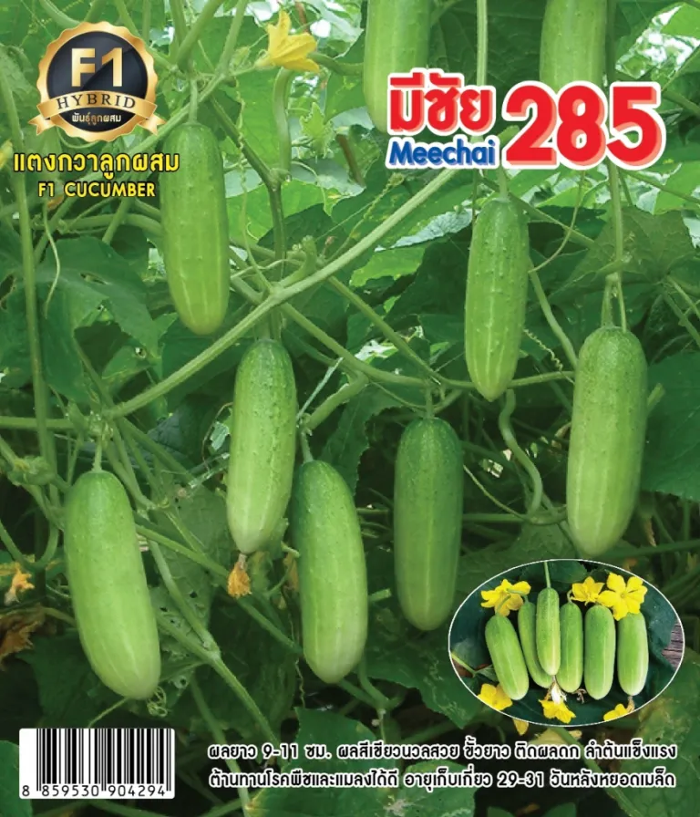 วิธีการปลูกแตงกวา มีชัย 285
