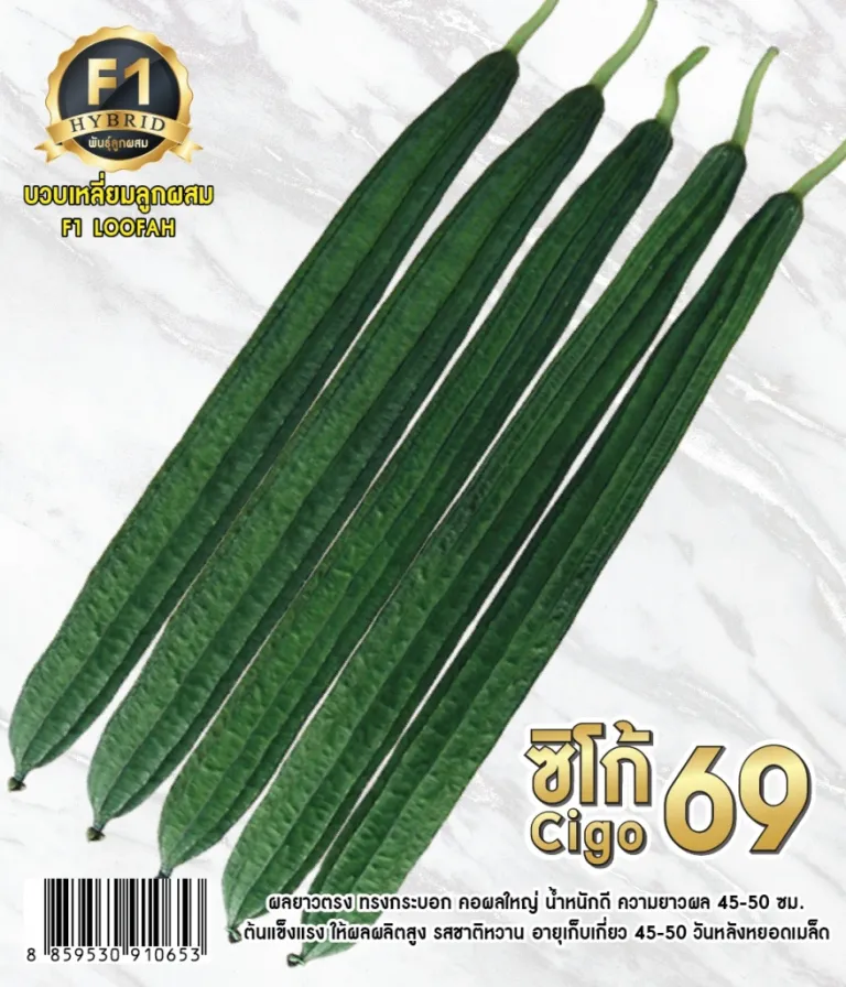 วิธีการปลูกบวบเหลี่ยม ซิโก้ 69