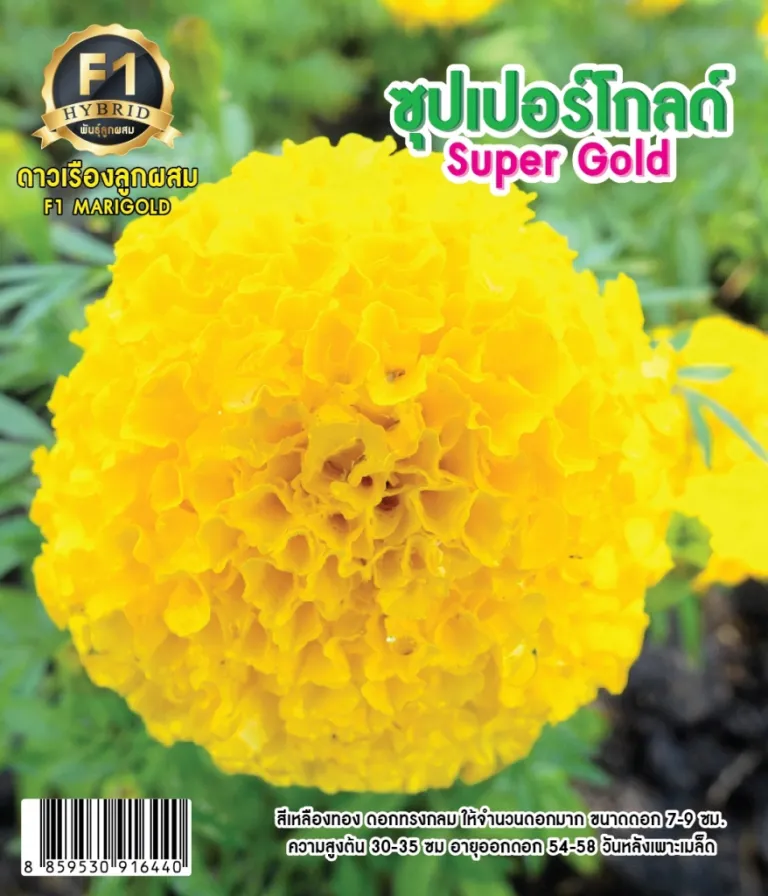 วิธีการปลูกดอกดาวเรือง ซุปเปอร์โกลด์