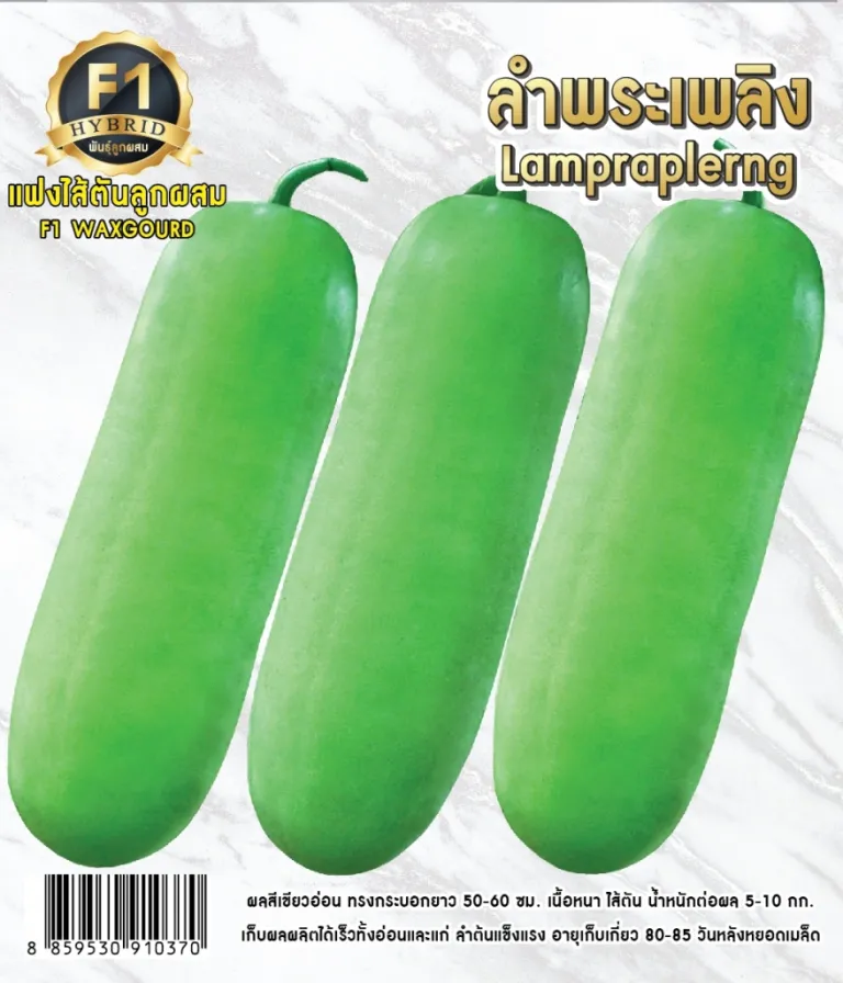 วิธีการปลูกแฟงไส้ตัน ลำพระเพลิง