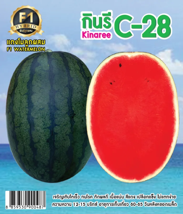 วิธีการปลูกแตงโม กินรี C-28