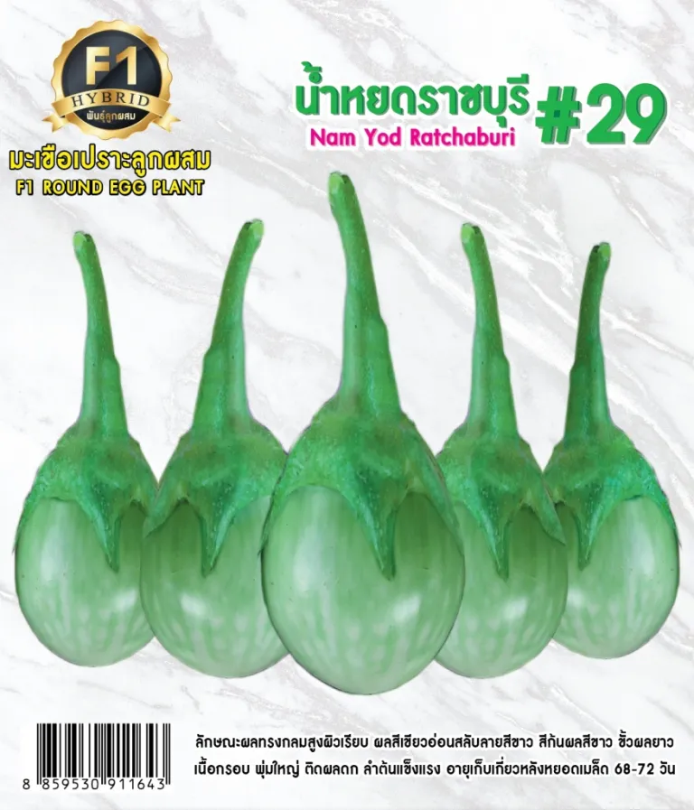 วิธีการปลูกมะเขือเปราะ น้ำหยดราชบุรี