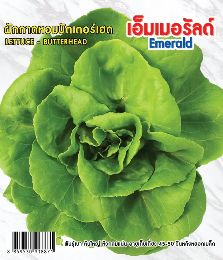 วิธีการปลูกผักกาดหอม เอ็มเมอรัล