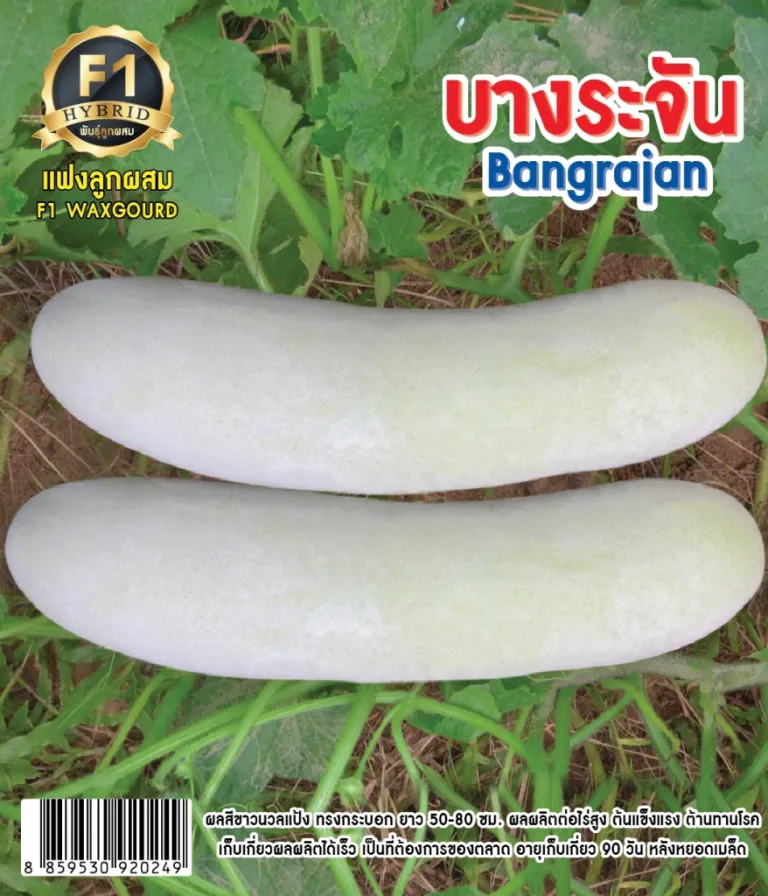 วิธีการปลูกแฟง บางระจัน