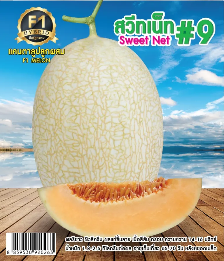วิธีการปลูกแคนตาลูป สวีทเน็ท#9