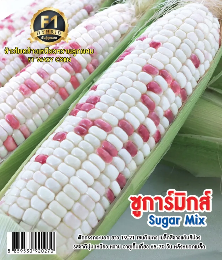 วิธีการปลูกข้าวโพดข้าวเหนียว ซูการ์มิกส์
