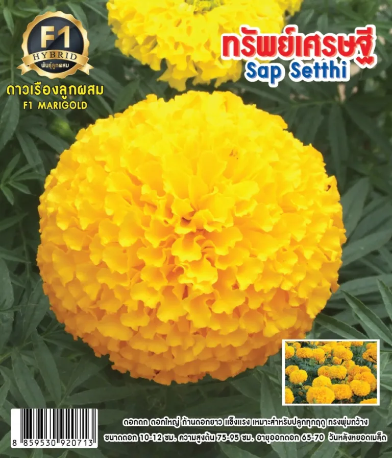 วิธีการปลูกดาวเรือง ทรัพย์เศรษฐี
