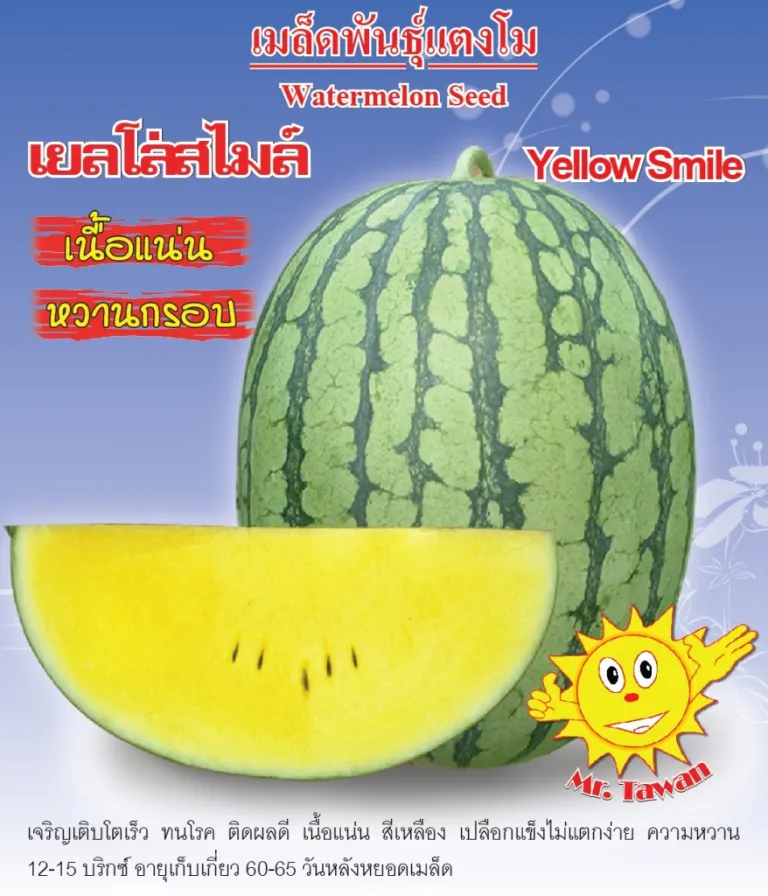 วิธีการปลูกแตงโมเยลโล่สไมล์