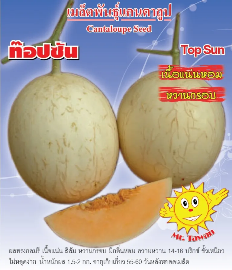 วิธีการปลูกแคนตาลูป ท็อปซัน