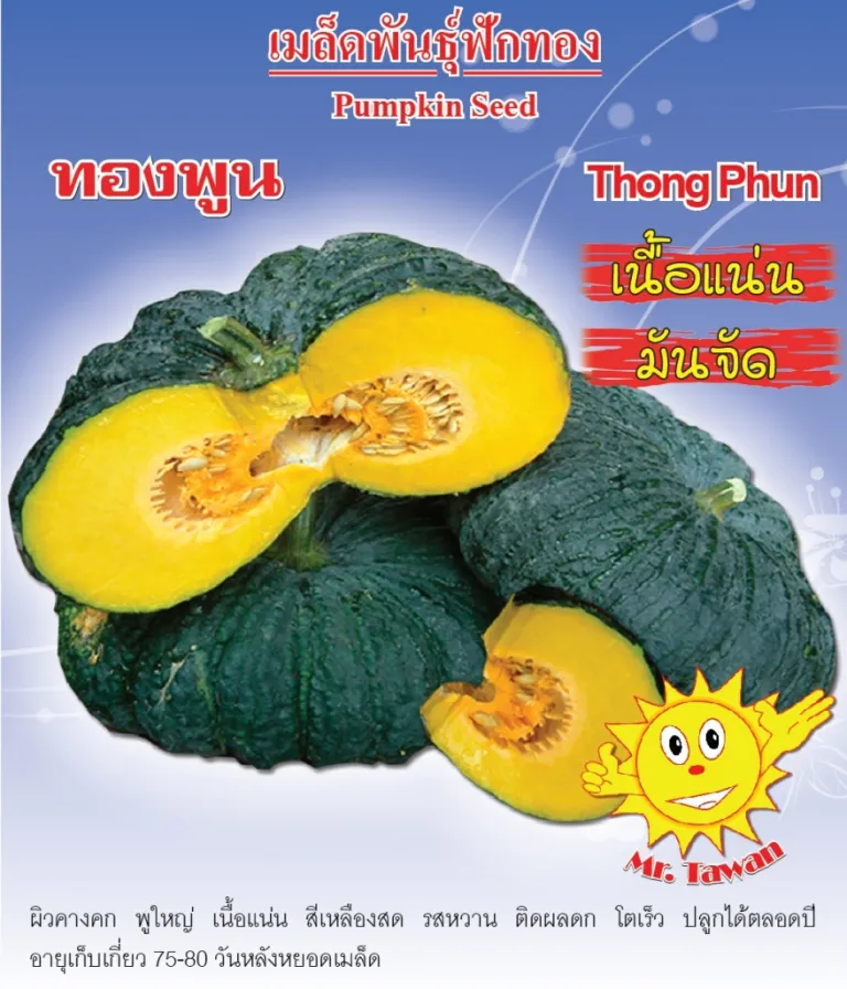 วิธีการปลูกฟักทอง ทองพูน