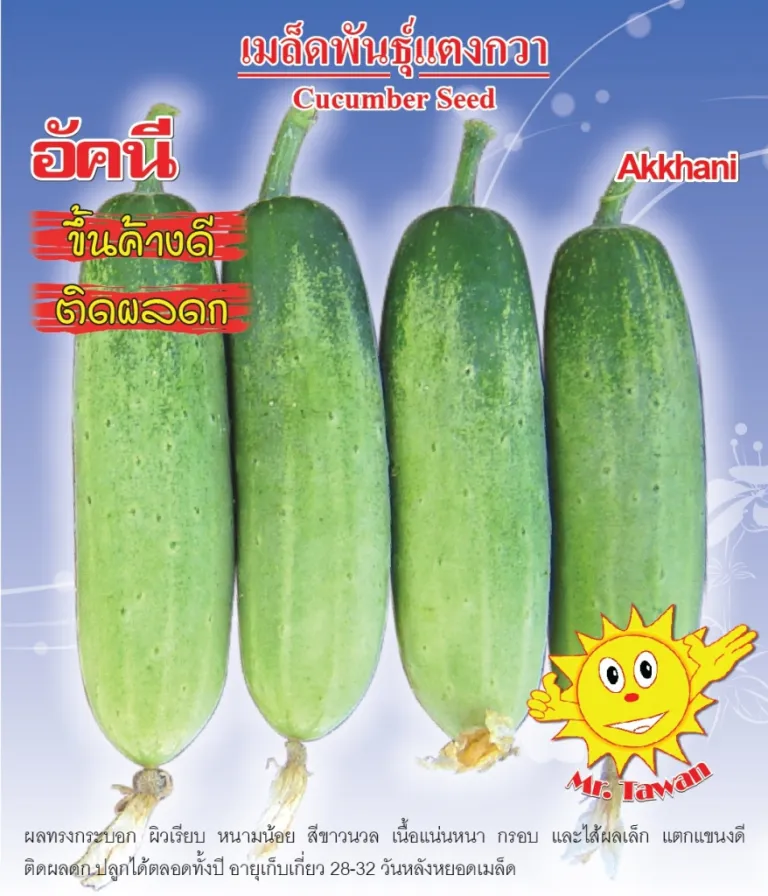 วิธีการปลูกแตงกวา อัคนี
