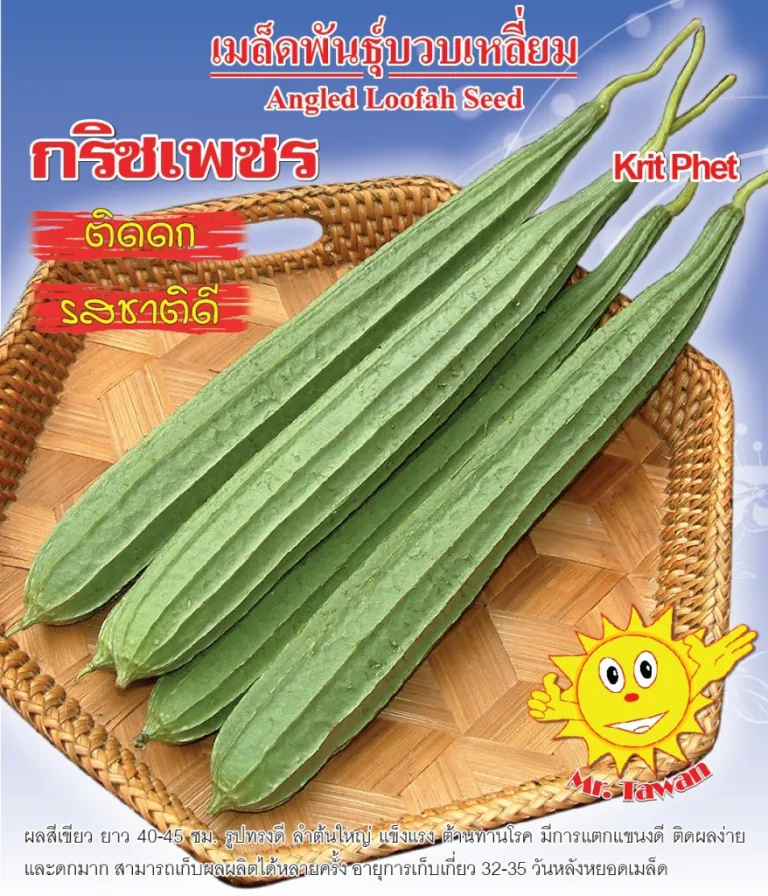 วิธีการปลูกบวบเหลี่ยม กริชเพชร