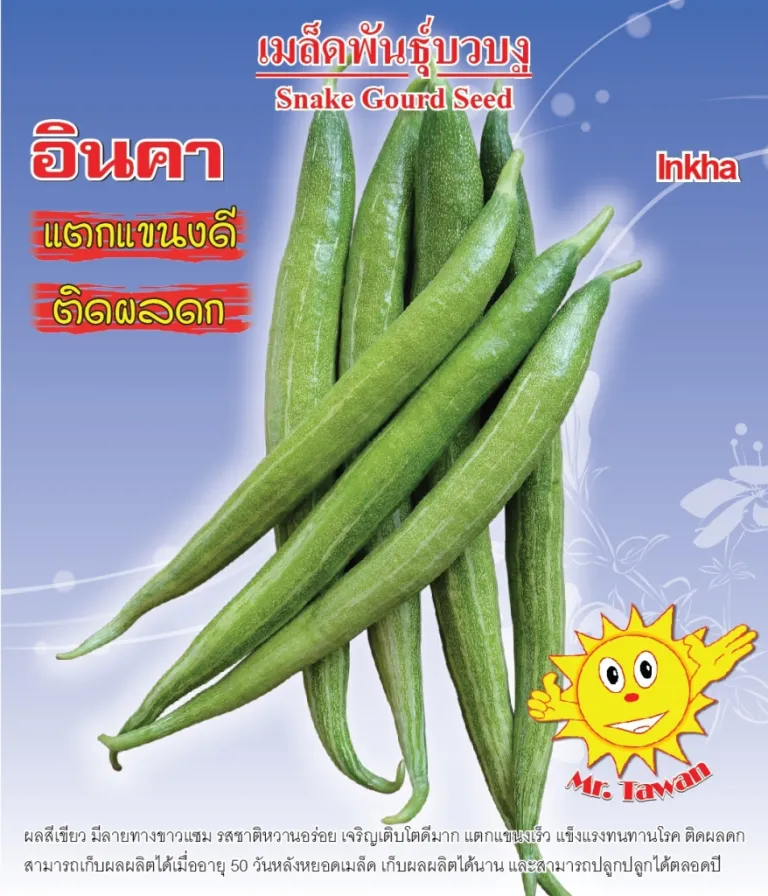 วิธีการปลูกบวบงู อินคา