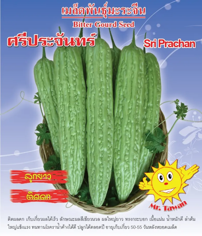  วิธีการปลูกมะระ ศรีประจันทร์