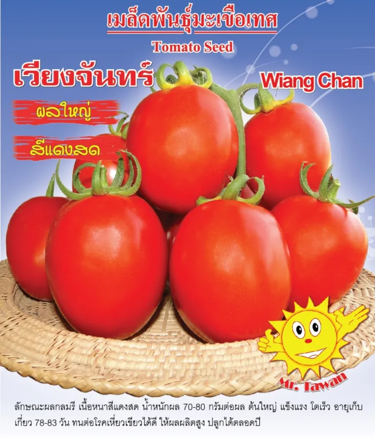 วิธีการปลูกมะเขือเทศ เวียงจันทร์