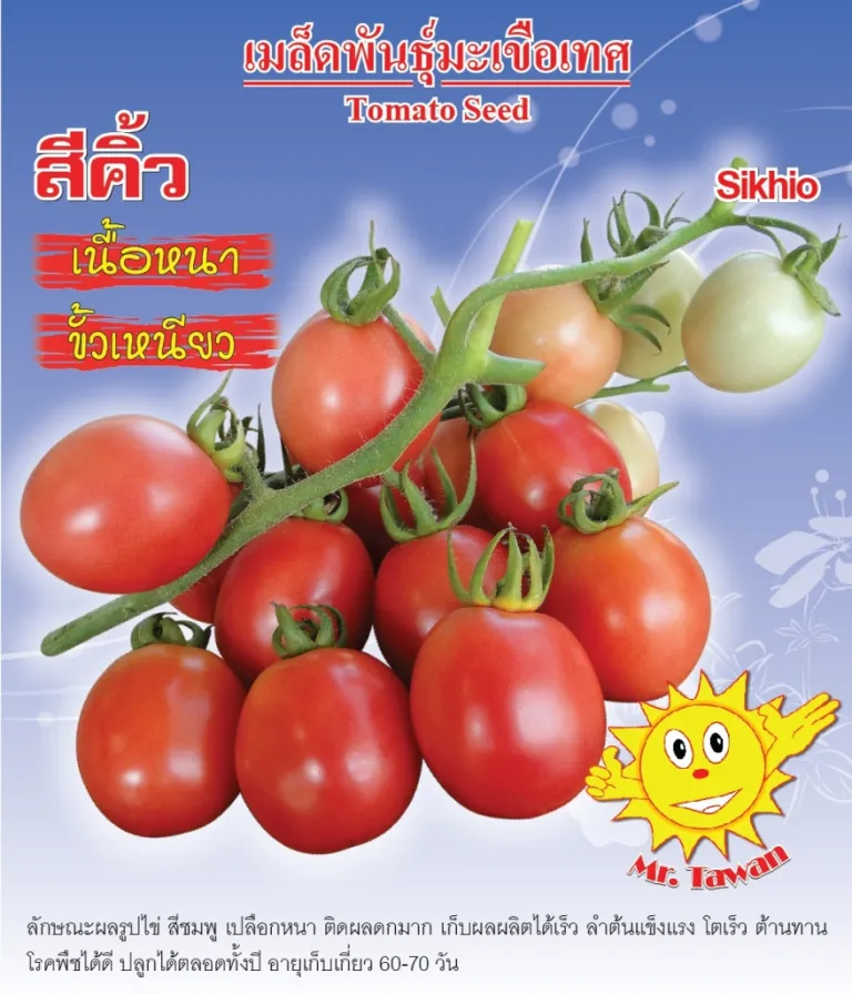 วิธีการปลูกมะเขือเทศ สีคิ้ว