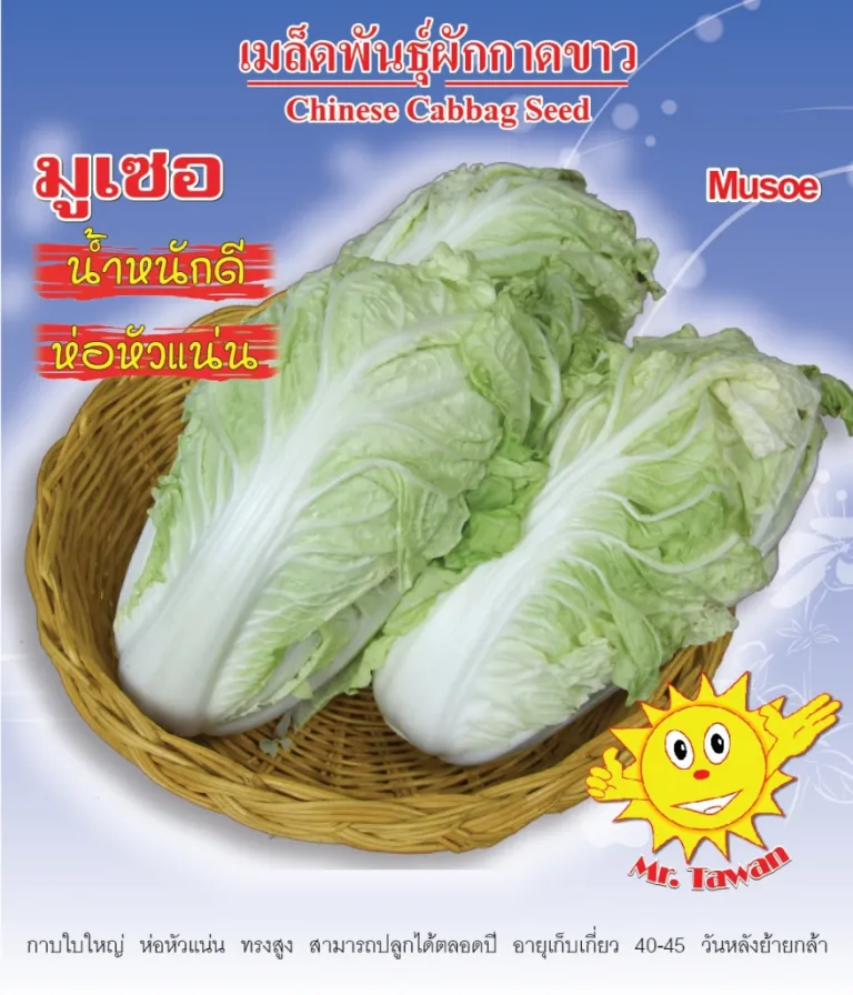วิธีการปลูกผักกาดขาว มุเซอ