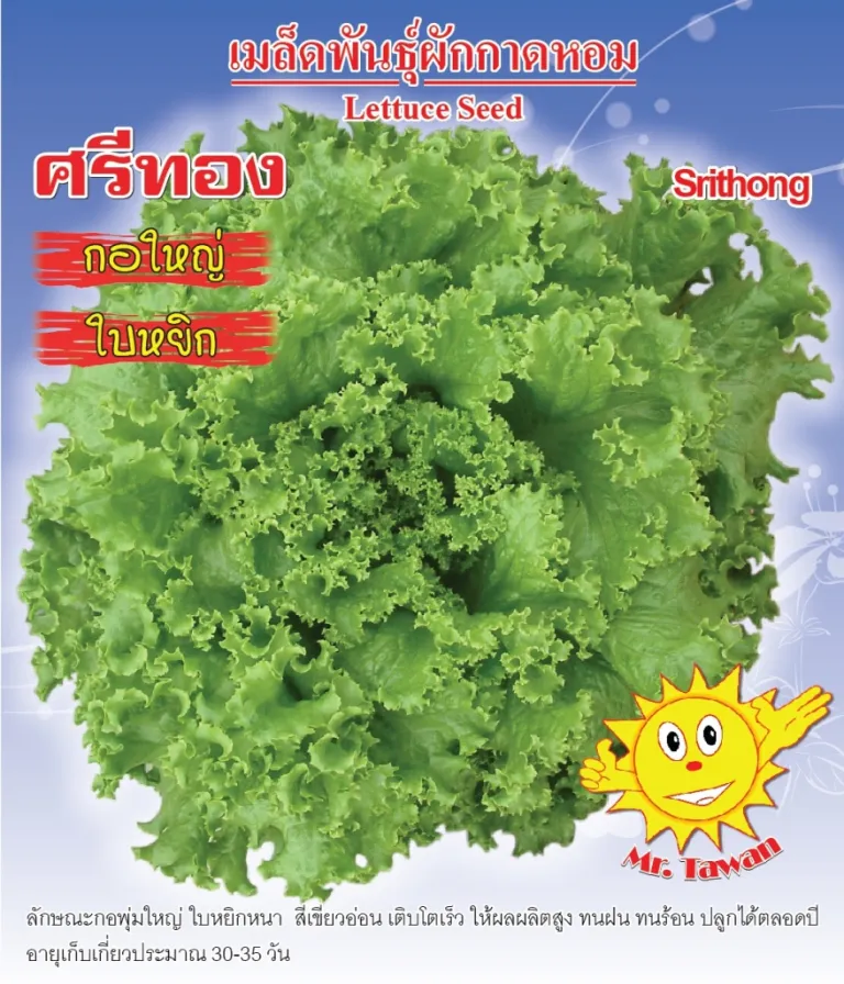 วิธีการปลูกผักกาดหอม ศรีทอง