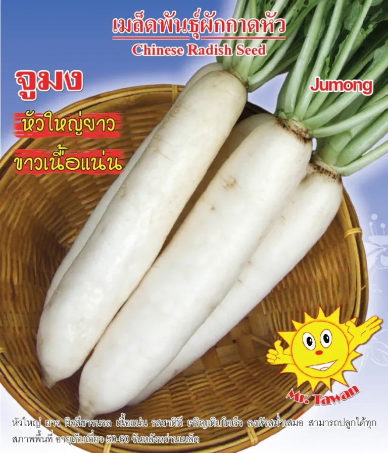 วิธีการปลูกผักกาดหัว จูมง