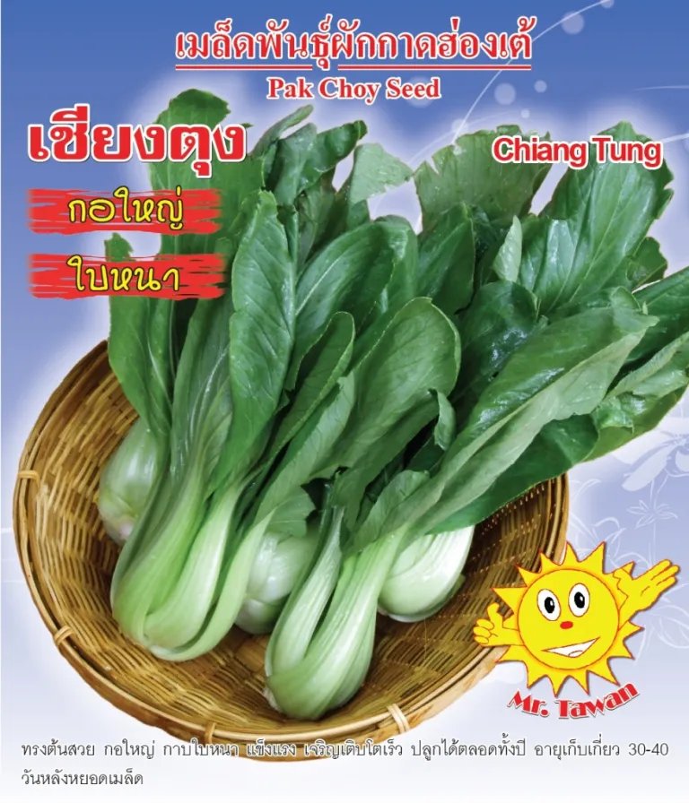 วิธีการปลูกผักกาดฮ่องเต้ เชียงตุง