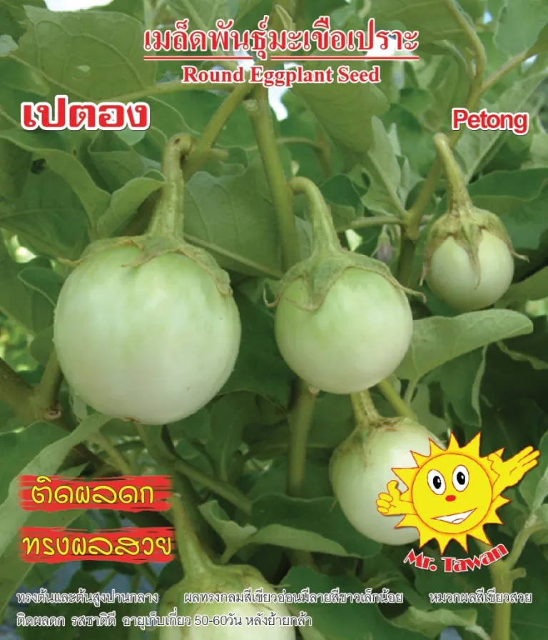 วิธีการปลูกมะเขือเปราะ เปตอง