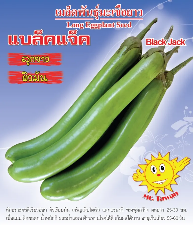 วิธีการปลูกมะเขือยาว แบล็คแจ็ค