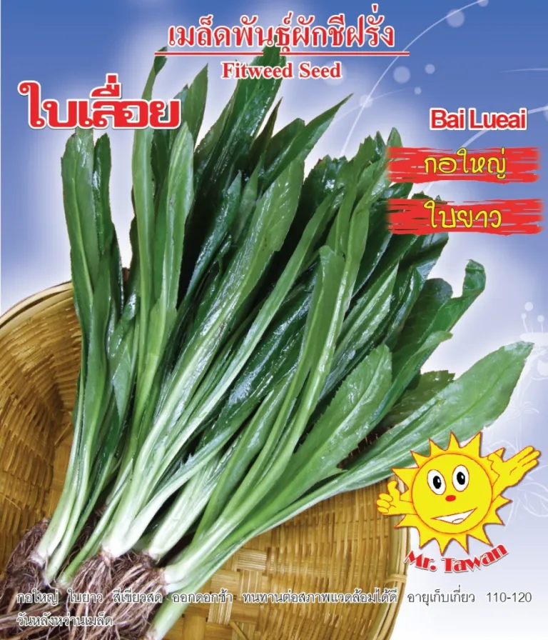 วิธีการปลูกผักชีฝรั่ง ใบเลื่อย