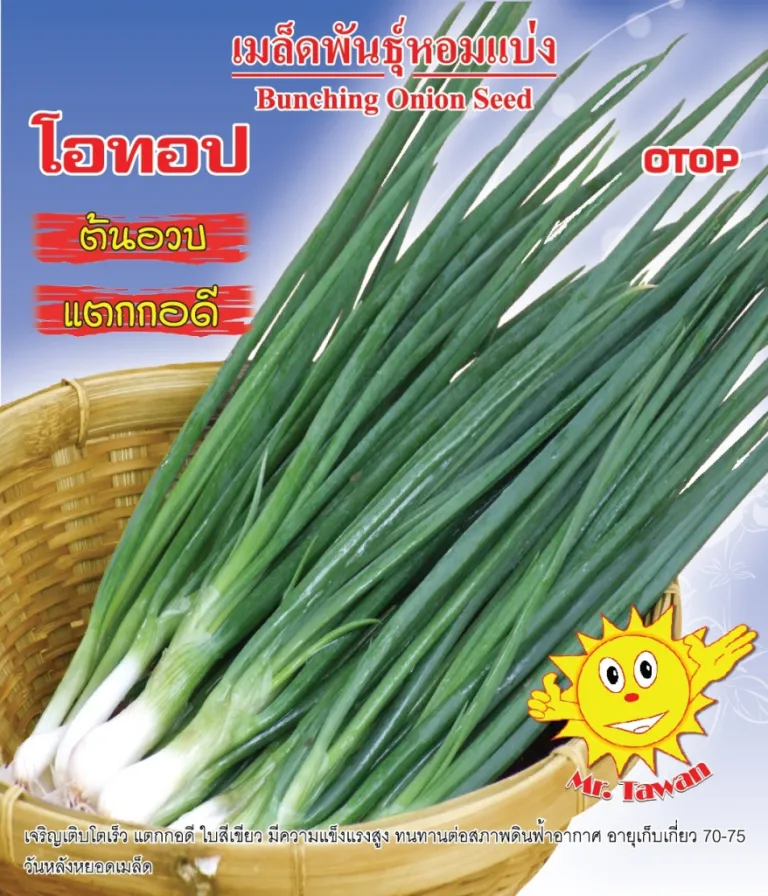 วิธีการปลูกหอมแบ่ง โอทอป