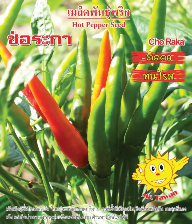 วิธีการปลูกพริก ช่อระกา