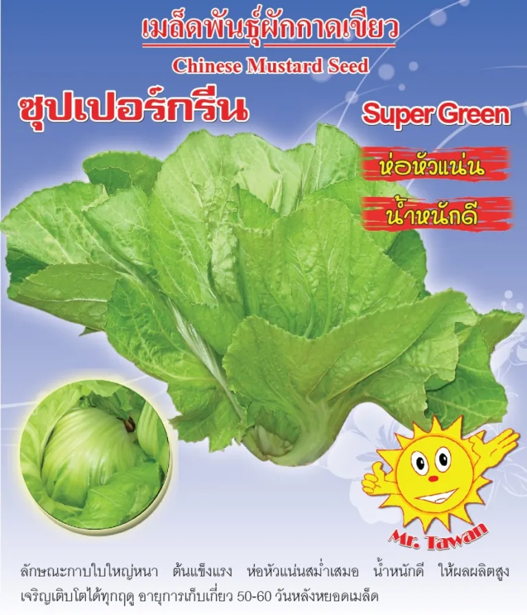 วิธีการปลูกผักกาดเขียวปลี ซุปเปอร์กรีน
