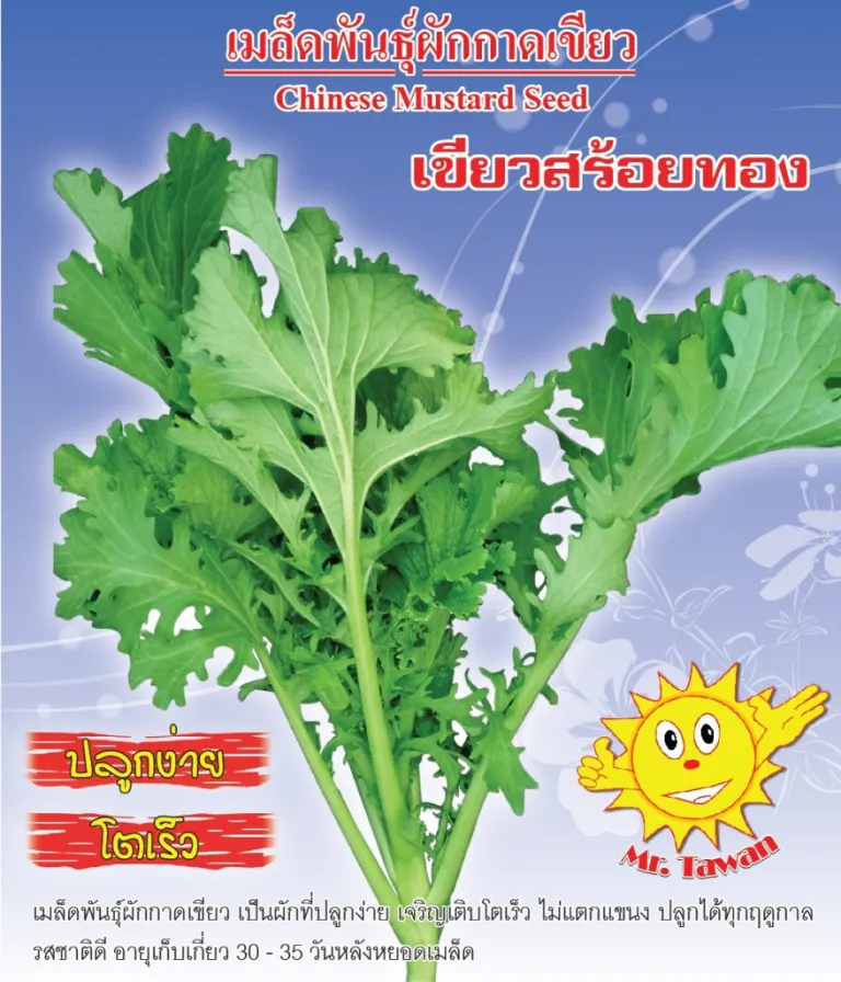 วิธีการปลูกผักกาดเขียว เขียวสร้อยทอง