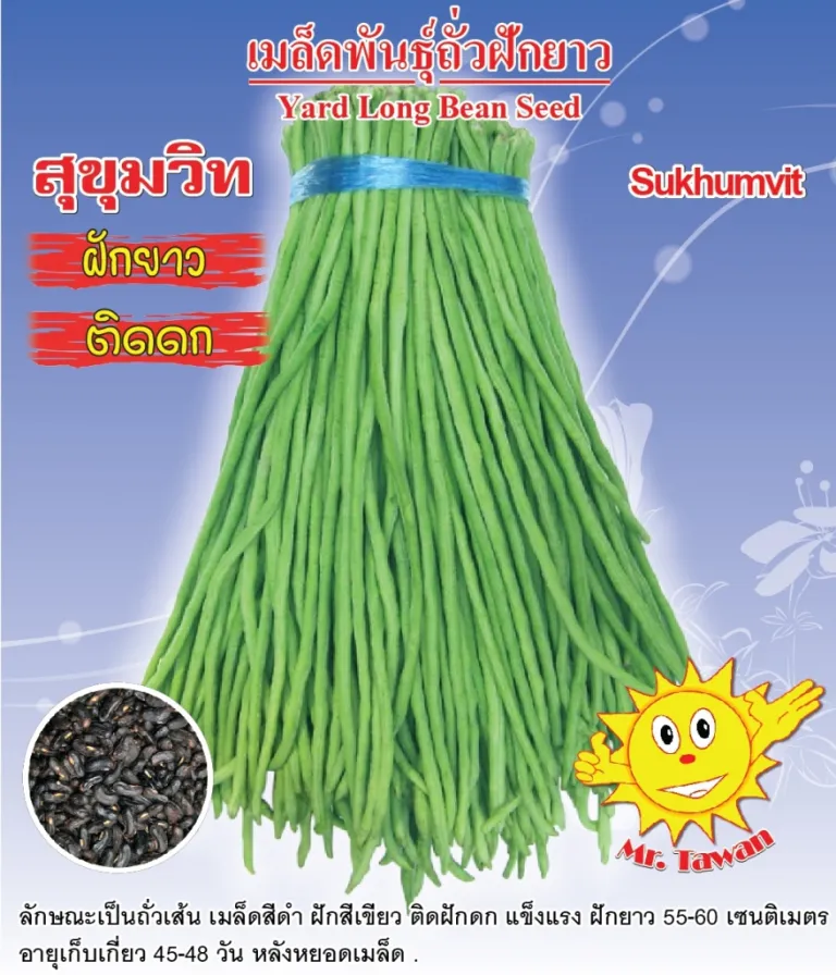 วิธีการปลูกถัวฝักยาว สุขุมวิท