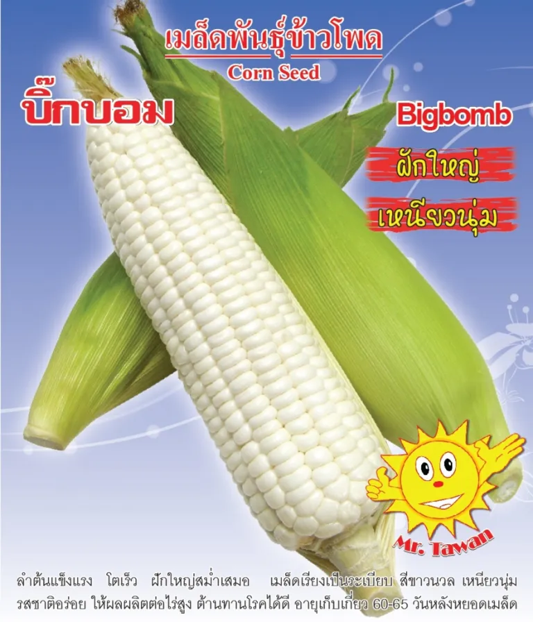 วิธีการปลูกข้าวโพดข้าวเหนียว บิ๊กบอม