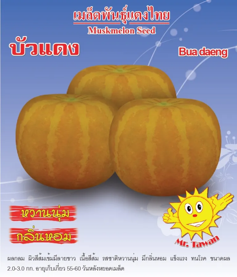 วิธีการปลูกแตงไทย บัวแดง