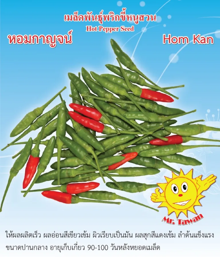 วิธีการปลูกพริก หอมกาญจน์