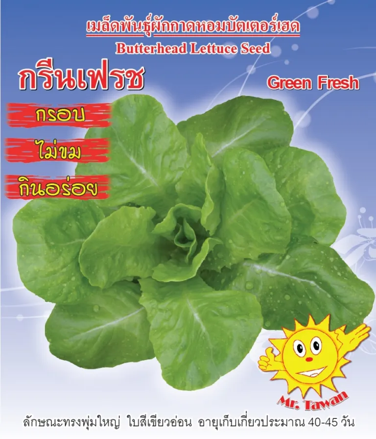 วิธีการปลูกผักกาดหอม กรีนเฟรช