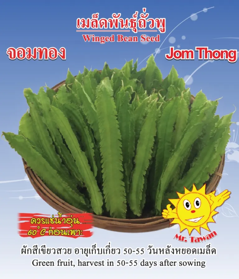 วิธีการปลูกถั่วพู จอมทอง
