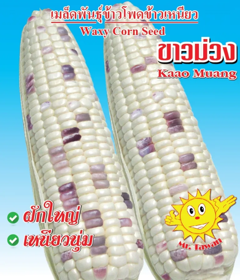 ข้าวโพดข้าวเหนียว ขาวม่วง