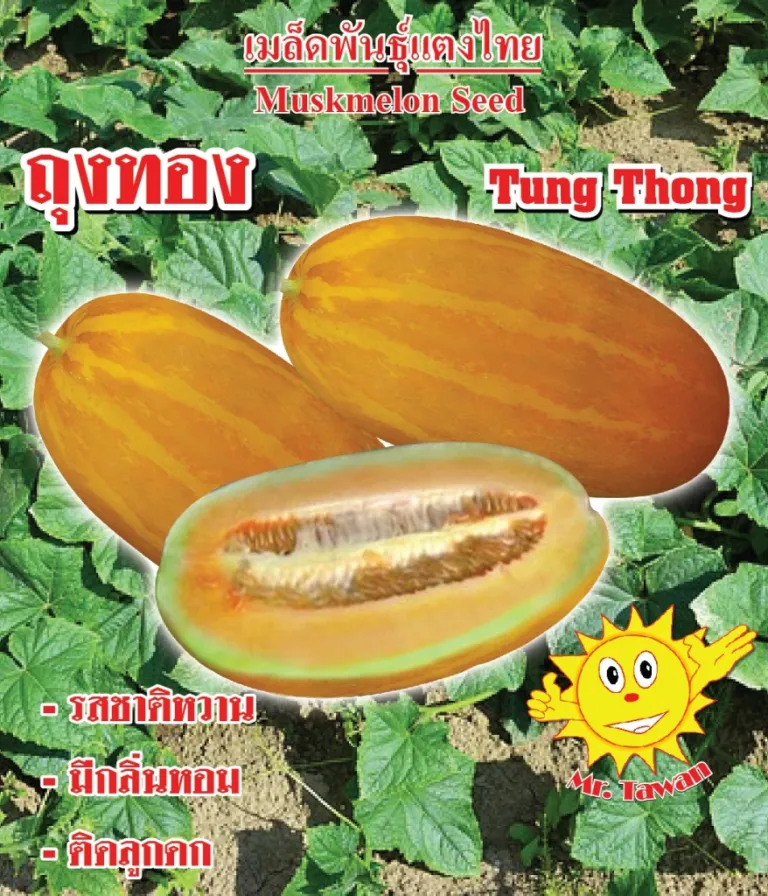 วิธีการปลูกแตงไทย ถุงทอง