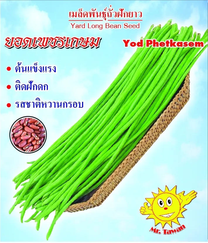 วิธีการปลูกถัวฝักยาว ยอดเพชรเกษม