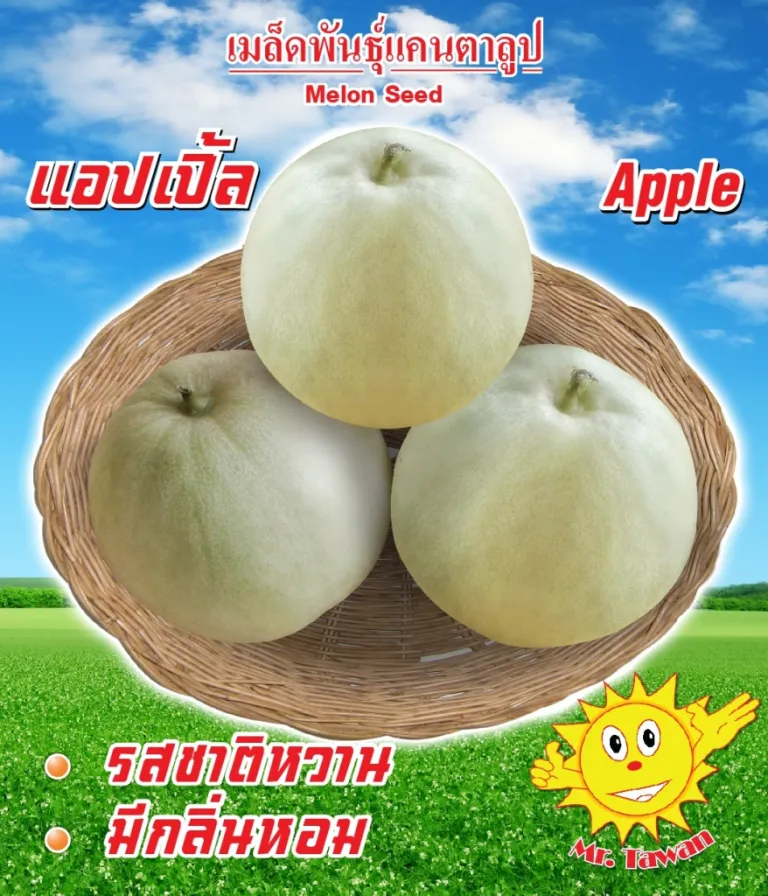 วิธีการปลูกแคนตาลูป แอปเปิ้ล