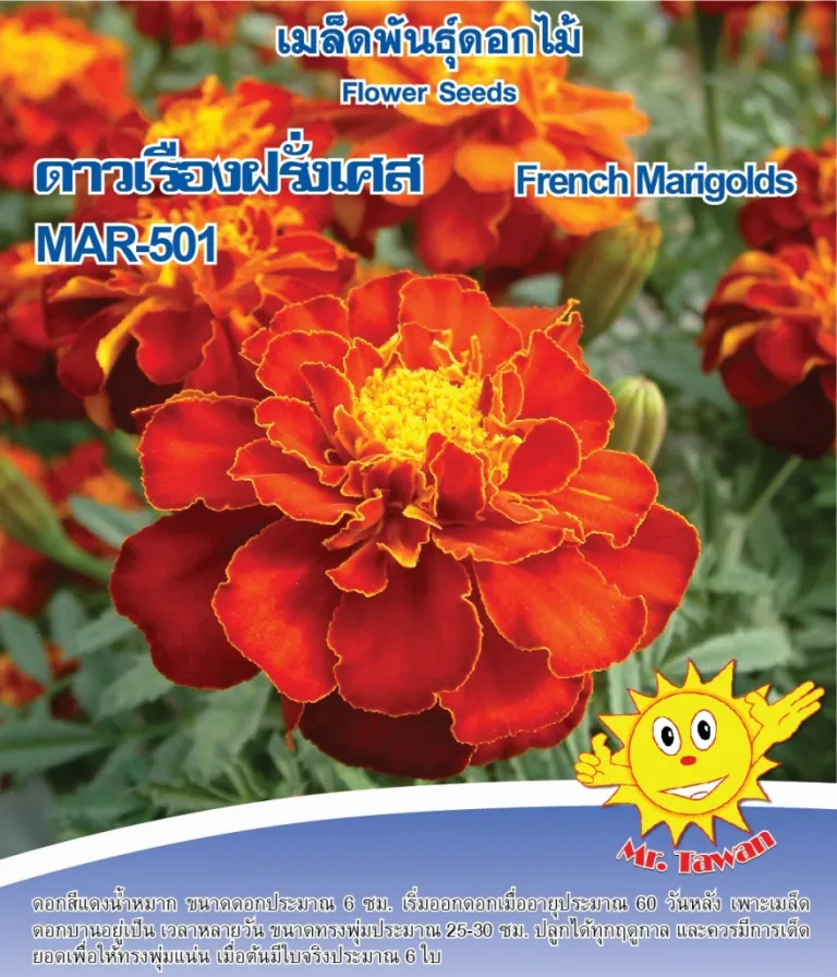 วิธีการปลูกดาวเรืองฝรั่งเศส MAR-501