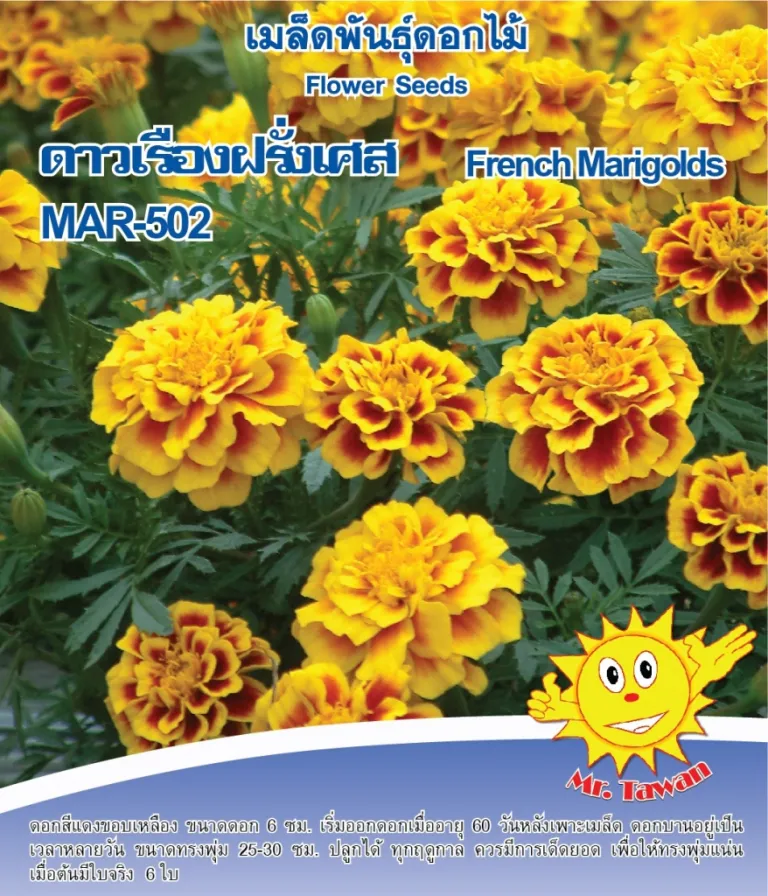 วิธีการปลูกดาวเรืองฝรั่งเศส MAR-502