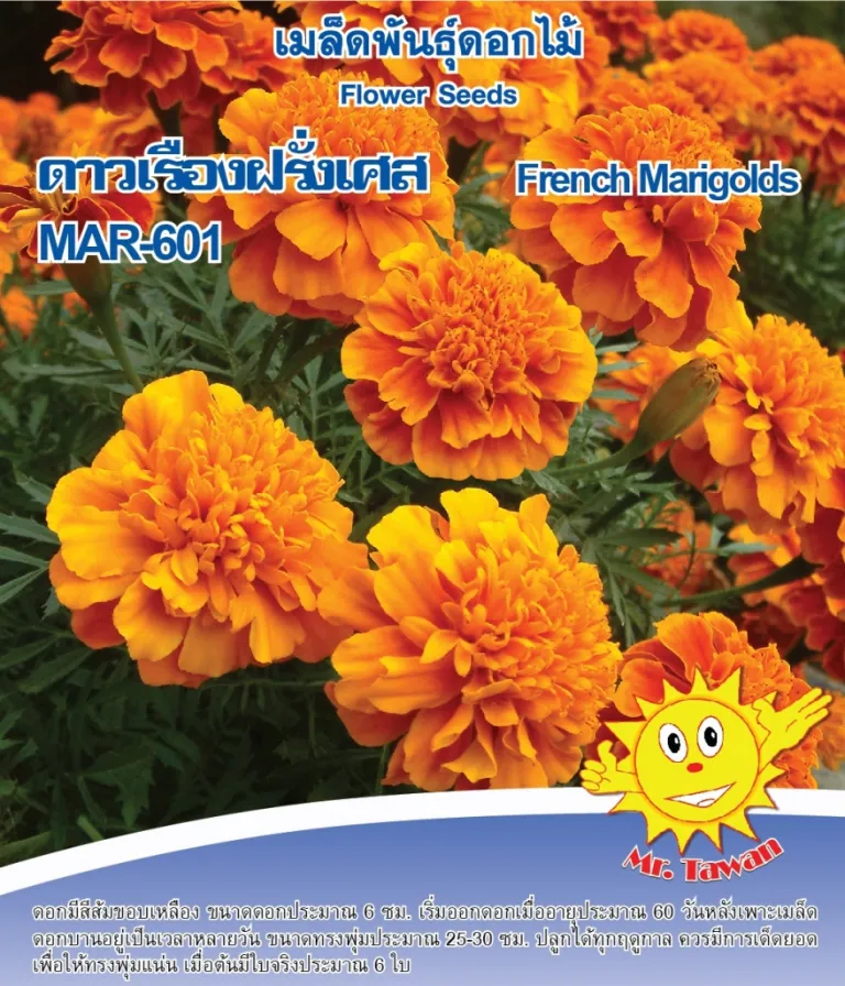 วิธีการปลูกดาวเรืองฝรั่งเศส MAR-601